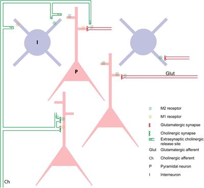 Neuromodulation of Persistent Activity and Working Memory Circuitry in Primate Prefrontal Cortex by Muscarinic Receptors